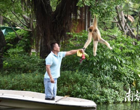 過節(jié)了！深圳野生動(dòng)物園長(zhǎng)臂猿喜獲“水果大餐”