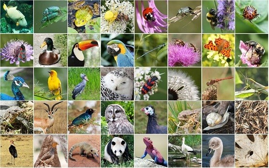 上線啦！深圳國家基因庫發(fā)布『動植物資源活體庫』門戶